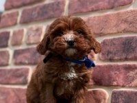 Kızıl maltipoo