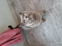 Sevgi Dolu British Shorthair 3.5 Yaşında
