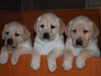 Labrador retriever yavruları