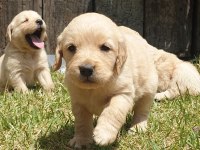 Golden Retriever Yavrular - Ücretsiz Değildir