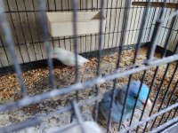 Hazır Takım Forpus Papağanlarımız