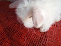 Teddy Lop Tavşanı Yavrular 30 Günlük