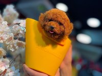 Güzel Ve Safkan Toy Poodle Yavru Köpekler