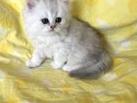 Orjinal Longhair Silver Point Ns 1133 British Longhair