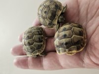 Akdeniz Mahmuzlu Kara Kaplumbağa Yavrusu