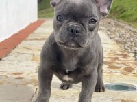 Blue french bulldog yavrumuz