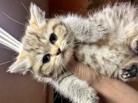 British Longhair Golden Point Dişi Hemen Teslim