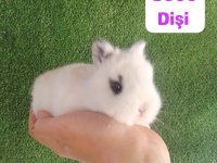 Orjinal Cüce Tavşan Yavruları