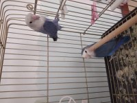 Dişi sevda papağanı