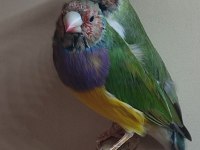 Genç Gouldian Finch