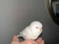 Yeni Yeme Düşen Muhabbet Kuşu Yavrular Esenler İstanbul