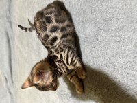 Full Şecereli Bengal Kedisi Yavrusu