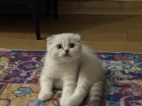 Scottish Fold Boncuğumuza Yuva Arıyoruz
