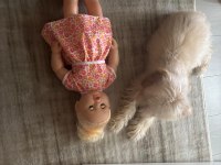 Toy Poodle 7 Aylık Köpeğimiz