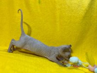 Yurtdışından Özel İstek Üzerine Sfenks