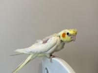 Sultan Papağanı Sahiplendirilecektir