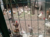 Tavuk bulunur istanbul sultangazi