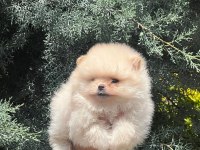 Muhteşem Pomeranian Renkler