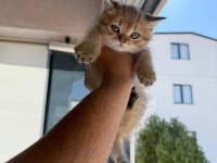 Sevimli Golden British Shorthair Yavrular