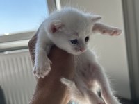 5 Adet Scottish Fold Yavrular