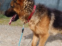 A Şecere Alman Kurdu