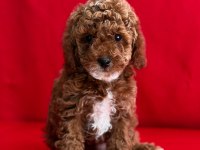 Dark toy poodle