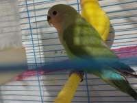 Hazır Eş Mutasyon Sevda Papağanı Takım