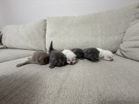 Yeni Doğan Yavru Kedilerimize Yuva