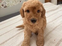Toy Poodle Kahverengi Erkek