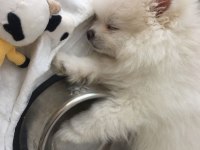 3 aylık dişi pomeranian teacup