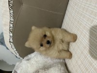 2 Aylık Erkek Teacup Pomeranian Boo
