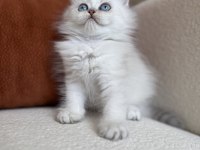 Özel Tip Silver Point British Kedimiz