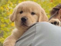 Sevimli Golden Retriever Köpeği Yavrularımız