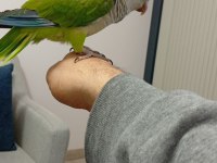 8 Aylık Evcil Monk Papağanı Mırıldanmaya Başladı