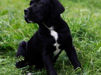 Sağlık Ve Irk Garantili Şecere Belgeli