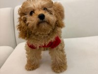 Safkan Toy Poodle Yavruları Ve Mikro Chipli Tüm Aşıları Tam