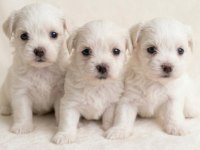 0 Numara En Küçük Boy Maltese Bebekler