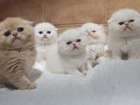 Çok sevimli safkan exotic amerikan kedisi