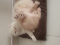 Karabük İçi 4 Aylık Yavru Erkek British Shorthair