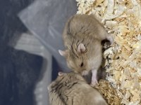 2 tane suriye hamster sağlıklı