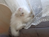 Pamuk Prenses British Longhair