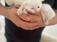 1 Aylık British Yavrular