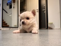 Sevimli Ve Eğitimli Chihuahua Yavrular