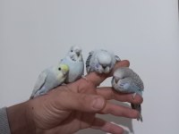 3 Adet Yeme Düşmüş Jumbo Dişi Muhabbet Kuşlar