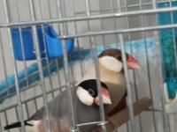 Java takım bülbüller