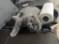 Tüm malzemeleriyle beraber verilecek scottish fold