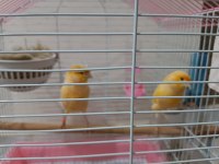 Bir Çift Muhabbet Kuşu İle Bir Çift Kanarya