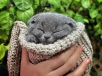 Beklenen İlan Açıldı A+ Sıfır Kulak Scottish Fold Yavrular