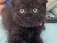 British Shorthair Yavru