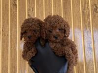 Toy Poodle Yavrularımız